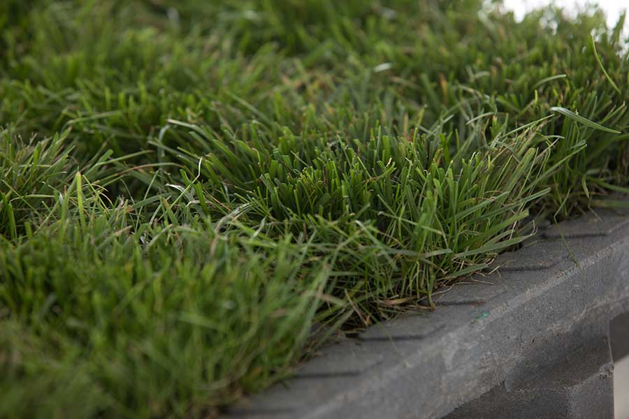 TTE® GROEN TTE® GROEN